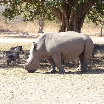 Neushoorn